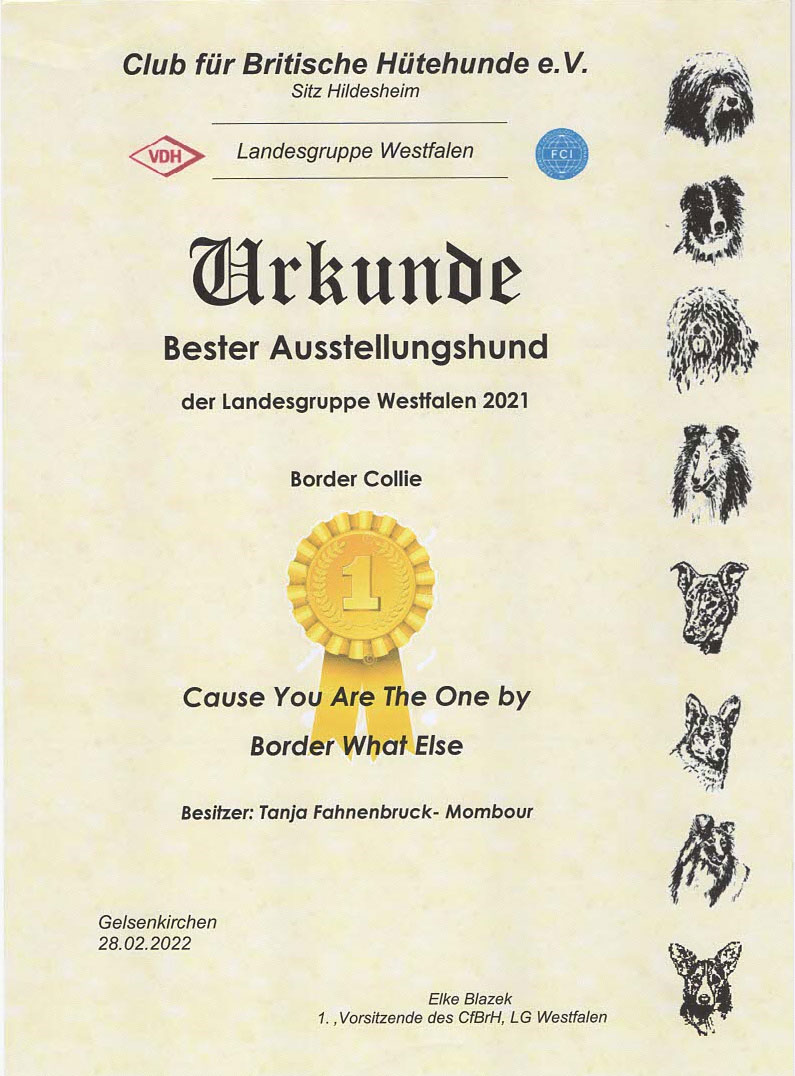 Urkunde CfbrH besterAusstellungshund 